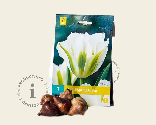 Tulipa viridiflora 'Spring Green'
