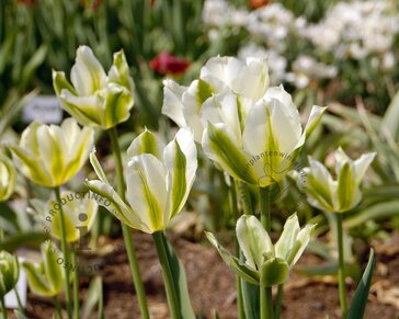 Tulipa viridiflora 'Spring Green'