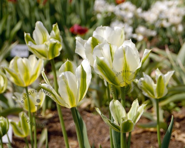 Tulipa viridiflora 'Spring Green'