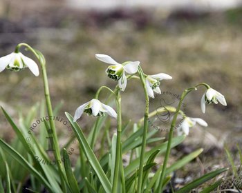 Galanthus nivalis 'Flore Pleno'