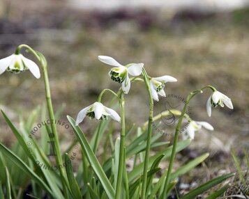 Galanthus nivalis 'Flore Pleno' image