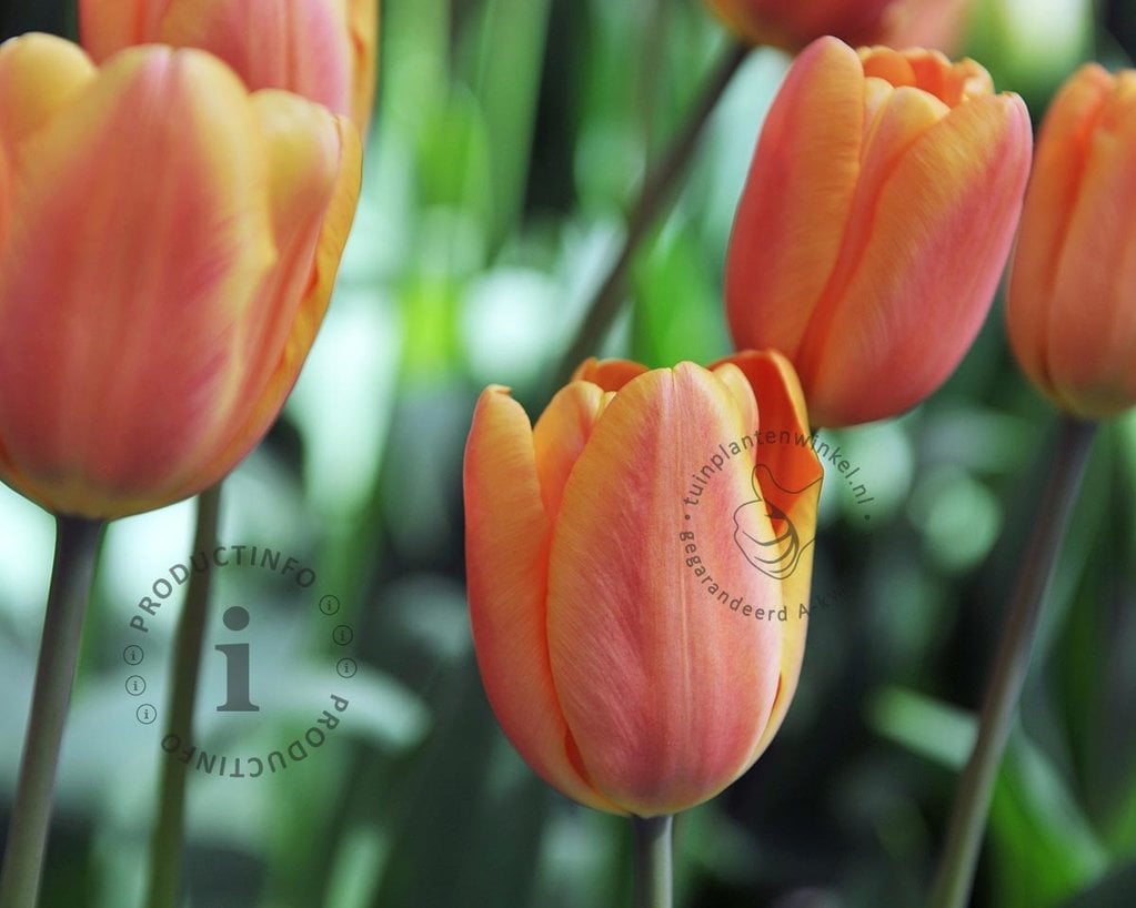 Tulipa 'Apricot Favourite'