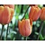 Tulipa 'Apricot Favourite'