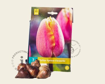 Tulipa 'Apricot Favourite'