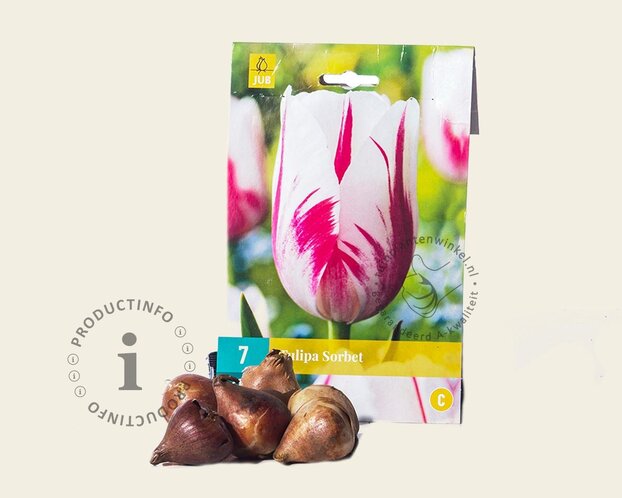 Tulipa 'Sorbet'