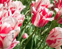 Tulipa 'Sorbet'