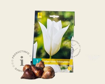Tulipa 'White Triumphator'