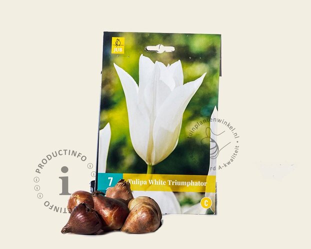 Tulipa 'White Triumphator'
