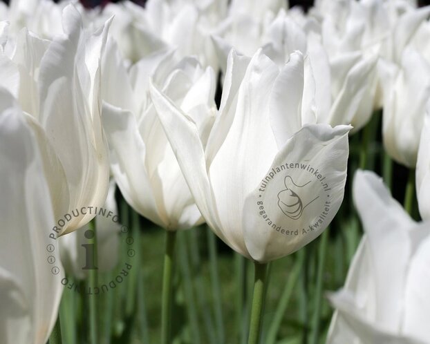Tulipa 'White Triumphator'