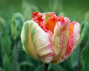 Tulipa 'Apricot Parrot'