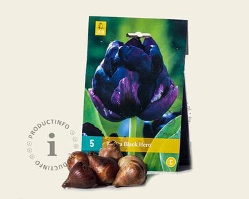 Tulipa 'Black Hero'