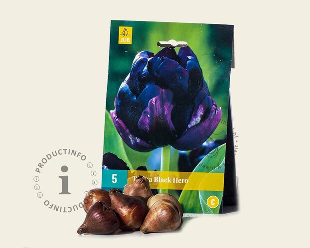 Tulipa 'Black Hero'