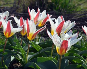 Tulipa kaufmanniana 'Johann Strauss'