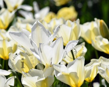 Tulipa fosteriana 'Purissima'
