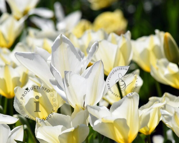 Tulipa fosteriana 'Purissima'