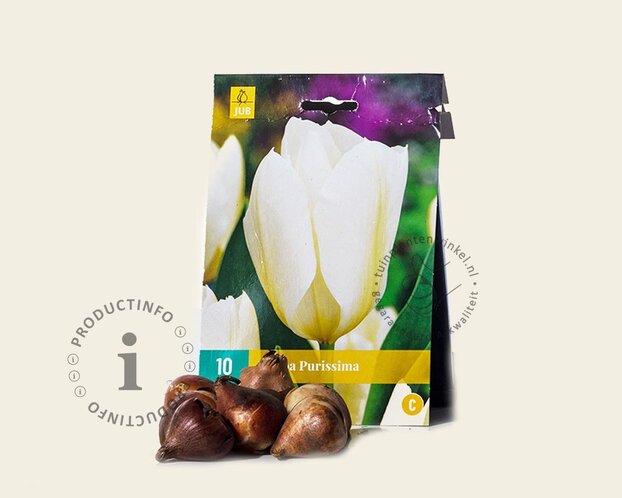 Tulipa fosteriana 'Purissima'
