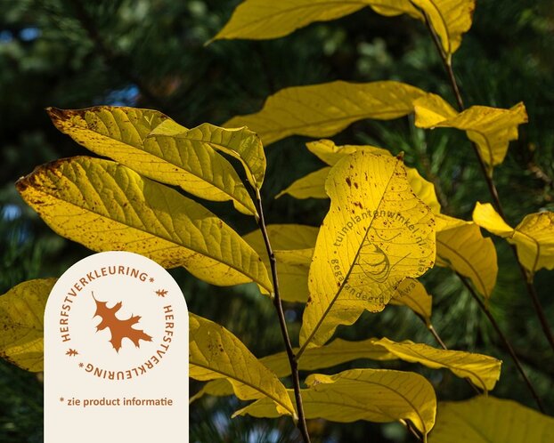 Asimina triloba