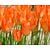 Tulipa fosteriana 'Orange Emperor'