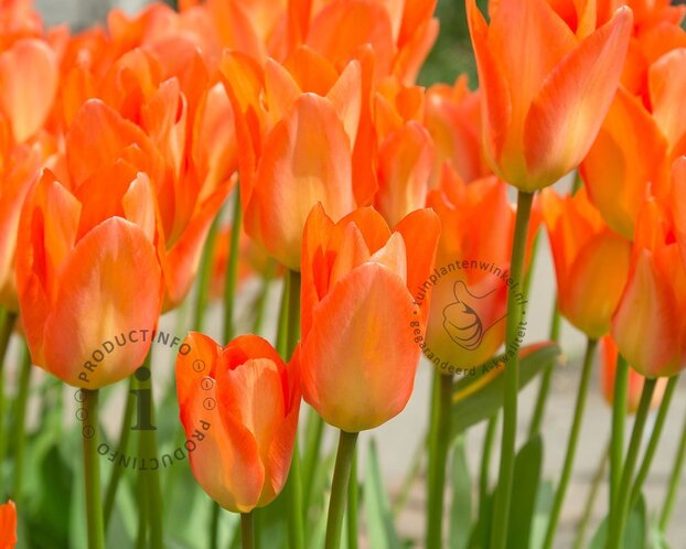 Tulipa fosteriana 'Orange Emperor'