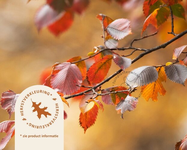 Carpinus betulus 'Rockhampton Red'