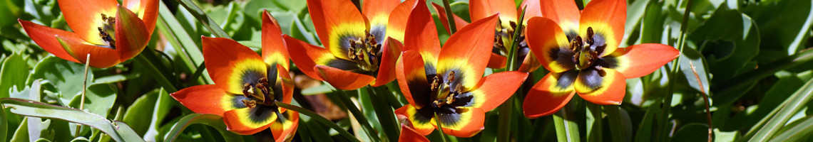 Botanische tulpen