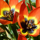 Botanische tulpen