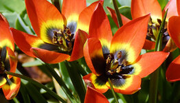 Botanische tulpen image