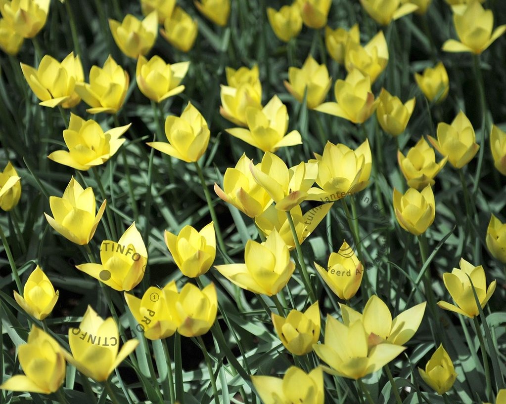 Tulipa 'Honky Tonk'