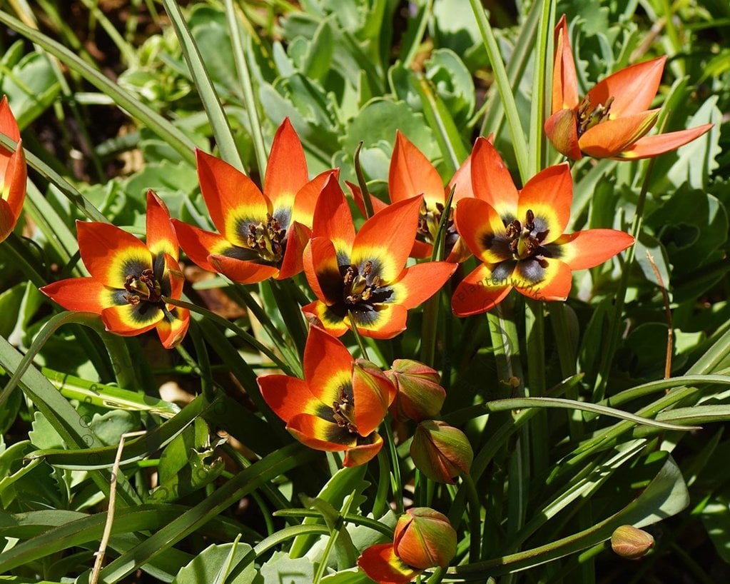 Tulipa 'Little Princess'