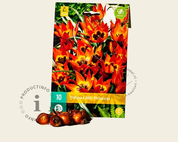 Tulipa 'Little Princess'