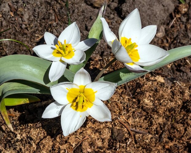 Tulipa polychroma