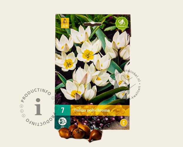 Tulipa polychroma