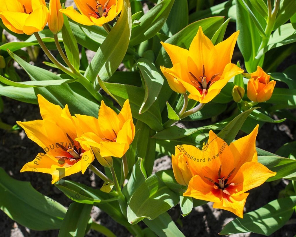 Tulipa praestans 'Shogun'