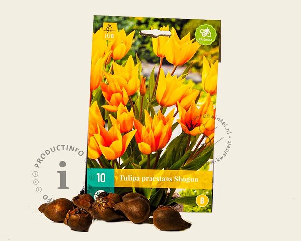 Tulipa praestans 'Shogun'