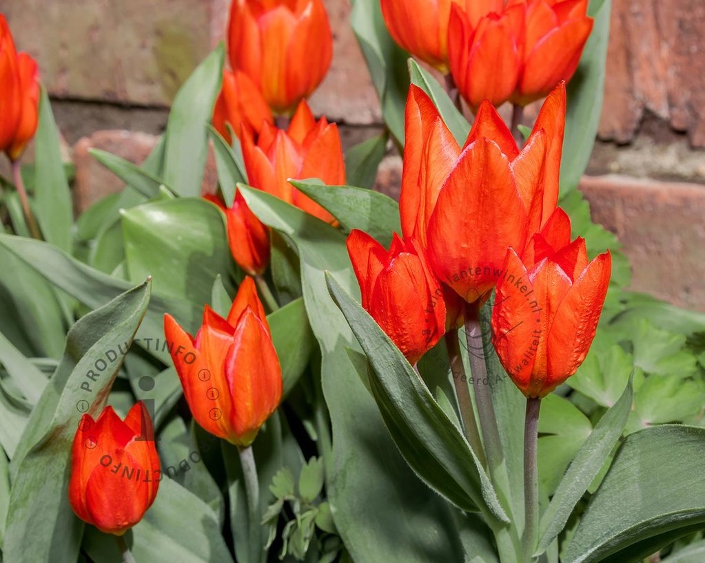 Tulipa praestans 'Van Tubergen's Variety'