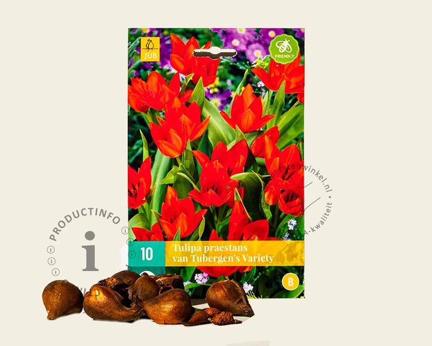 Tulipa praestans 'Van Tubergen's Variety'