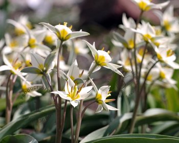 Tulipa turkestanica