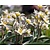 Tulipa turkestanica