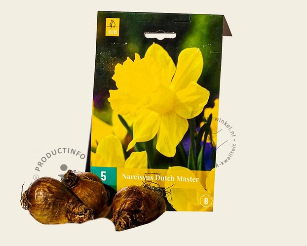 Narcissus 'Dutch Master'
