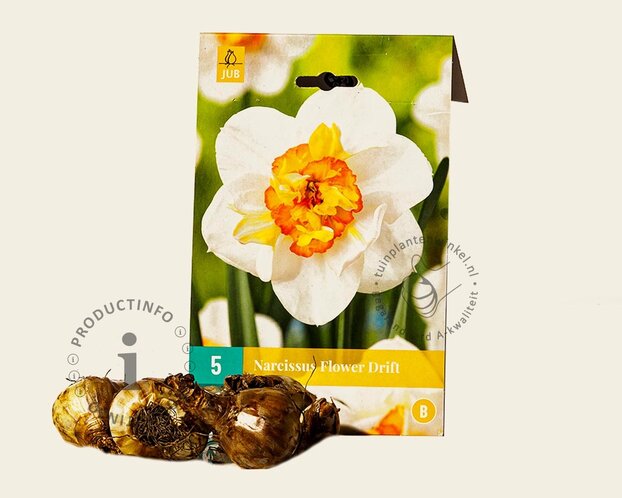 Narcissus 'Flower Drift'