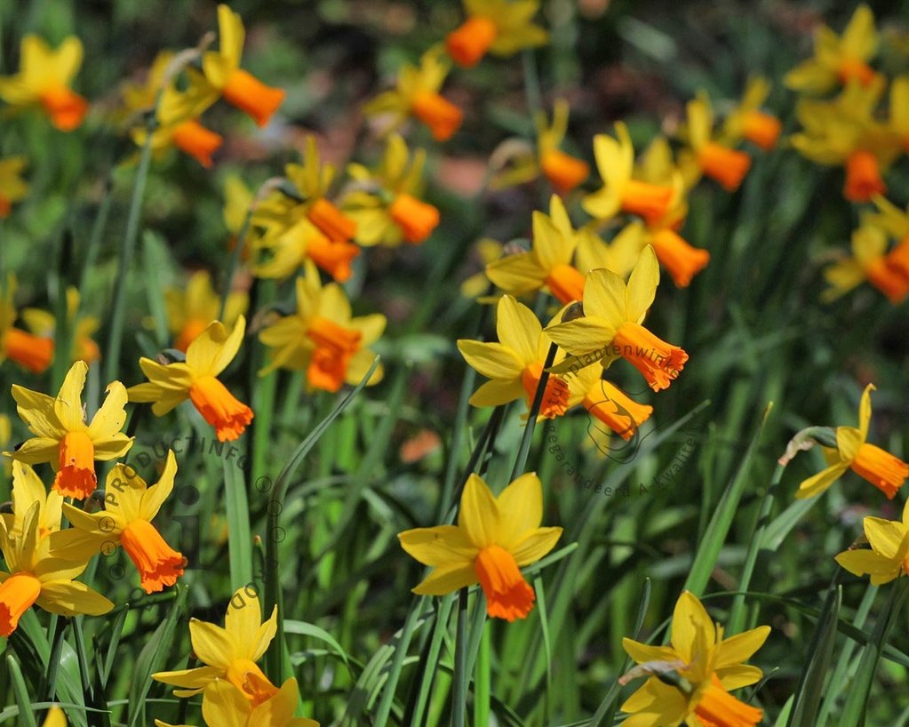 Narcissus 'Jetfire'