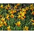 Narcissus 'Jetfire'