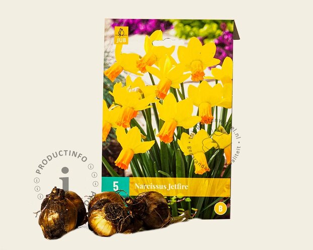 Narcissus 'Jetfire'