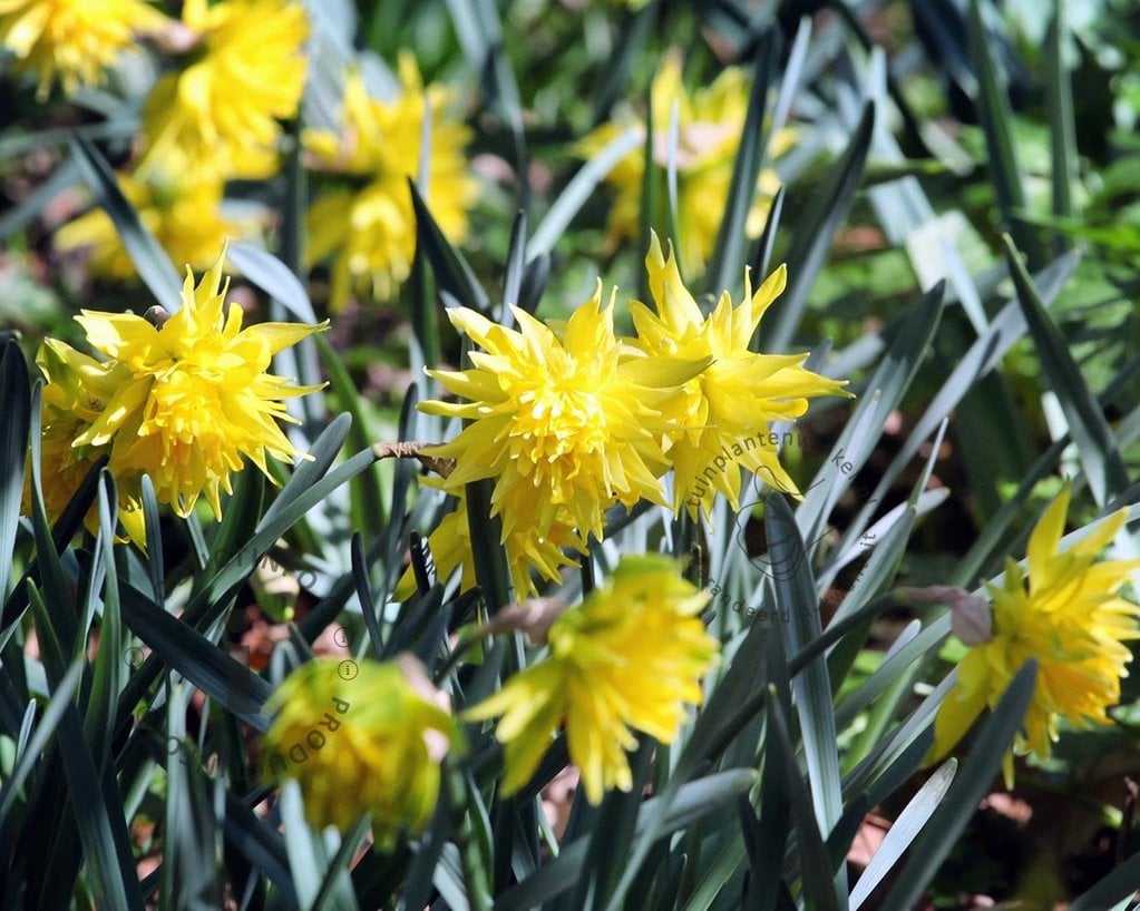 Narcissus 'Rip van Winkle'