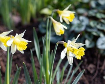 Narcissus 'Topolino'