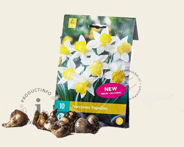 Narcissus 'Topolino'