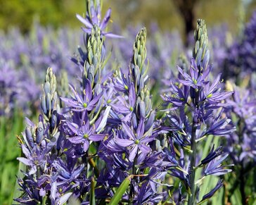Camassia leichtlinii 'Caerulea'