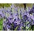 Camassia leichtlinii 'Caerulea'