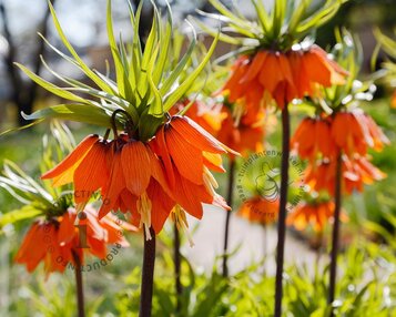 Fritillaria imperialis 'Aurora' image