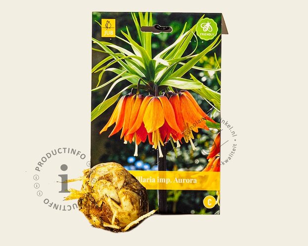 Fritillaria imperialis 'Aurora'